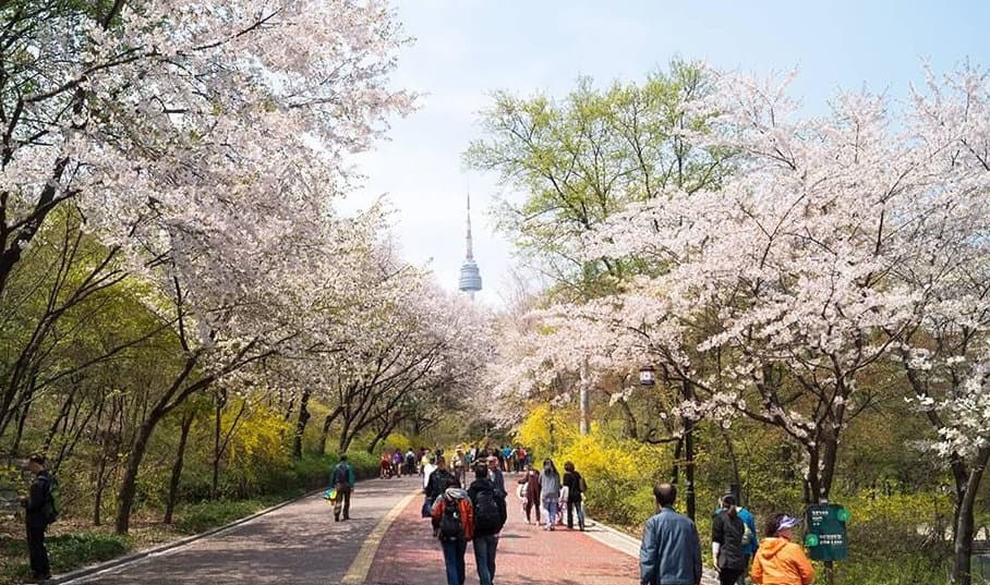 (Seoul) Top 22 địa điểm ngắm hoa anh đào và hoa xuân ở Seoul (Phần 1)