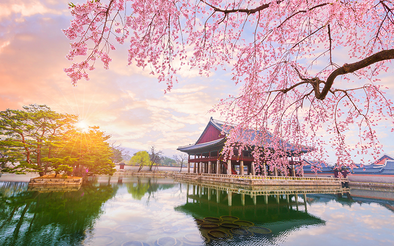 (Seoul) Top 22 địa điểm ngắm hoa anh đào và hoa xuân ở Seoul (Phần 2)