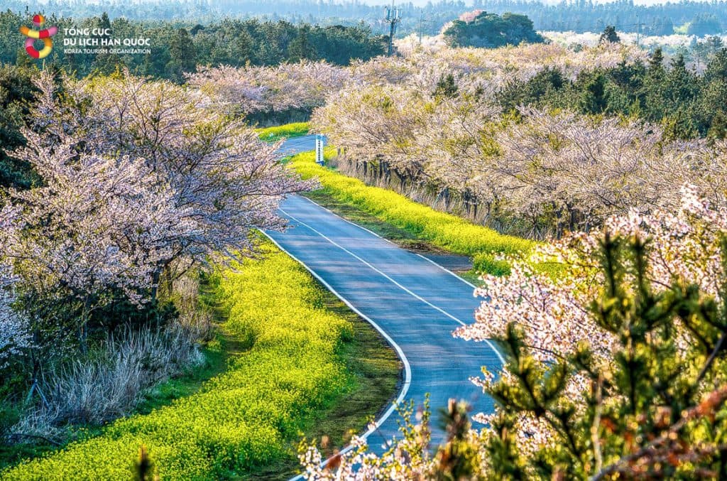 (Jeju) Tản bộ trên con đường hoa &#8211; cuộc hành trình với sắc hoa mùa xuân ở Jeju