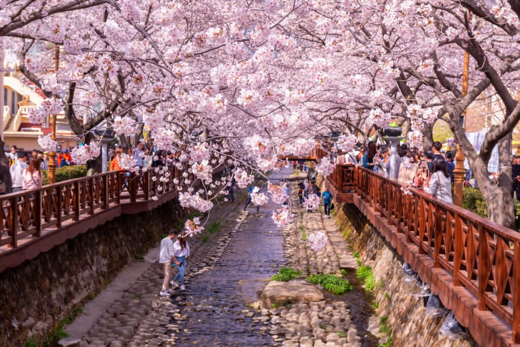 (Seoul) Lễ hội hoa và thiên nhiên &#8211; Lễ hội mùa xuân và cây xanh ở Seoul