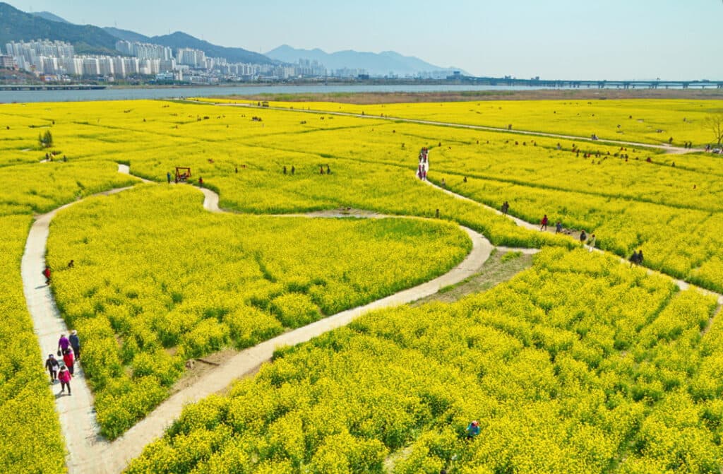 (Jeju) Tháng 4, đi dạo trên con đường hoa tỏa ngát hương thơm tại Jeju