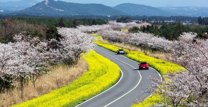(Jeju) Tháng 4, đi dạo trên con đường hoa tỏa ngát hương thơm tại Jeju