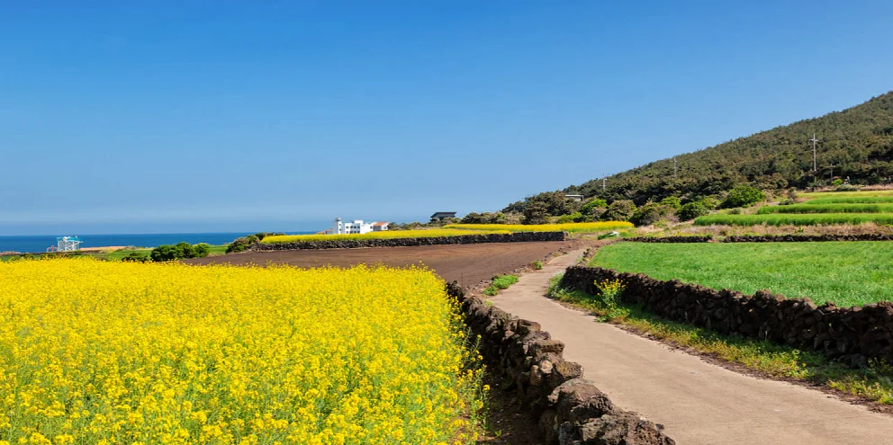 (Jeju) Tận hưởng kỳ nghỉ thư thái tại hòn đảo lớn nhất Hàn Quốc