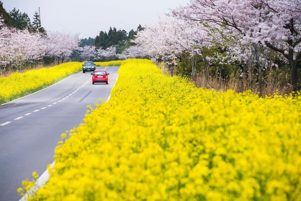 (Jeju) Điều kỳ diệu tháng 5: “Sắc màu của Jeju qua 5 giác quan”