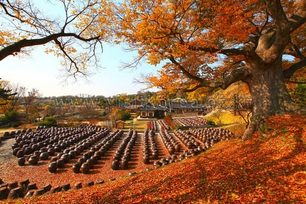 (Khám phá Hàn Quốc) Du lịch Hàn Quốc tháng 10 – Khám phá mùa thu lá vàng đầy lãng mạn
