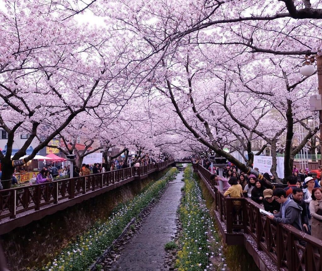 (Khám phá Hàn Quốc) Ngắm hình ảnh hoa anh đào rực rỡ trong tour du lịch Hàn Quốc tháng 4