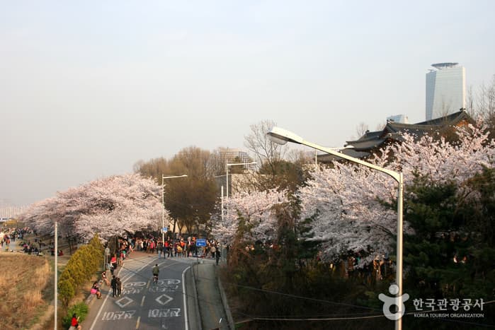 (Khám phá Hàn Quốc) Bỏ túi bí kíp du lịch Hàn Quốc 4 ngày trải nghiệm trọn vẹn mùa xuân Hàn Quốc