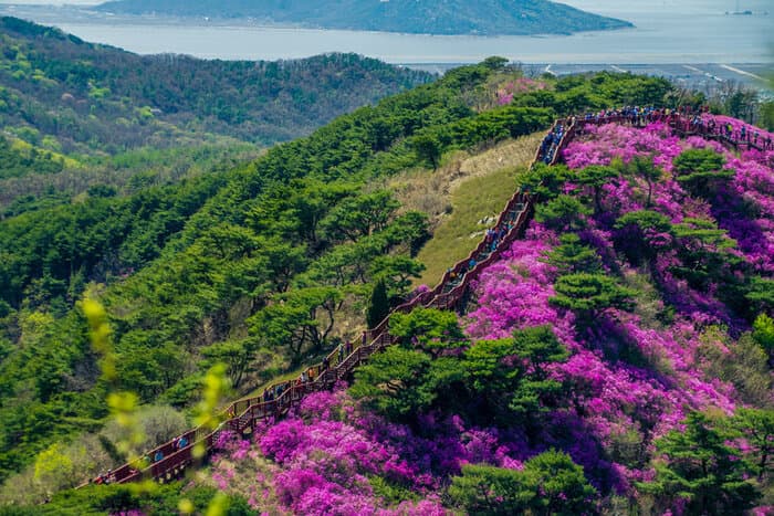 (Daegu) Mùa xuân rực rỡ sắc hoa đỗ quyên núi Biseul