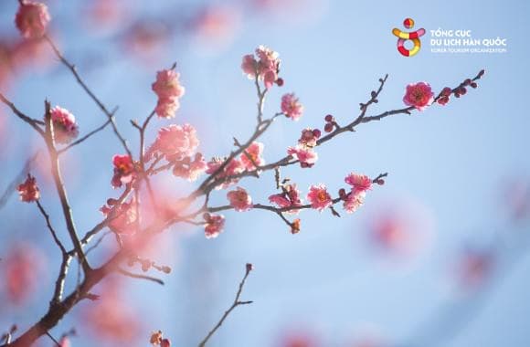 (Du lịch) Ngắm hoa mận nở rộ ngày xuân ở Busan