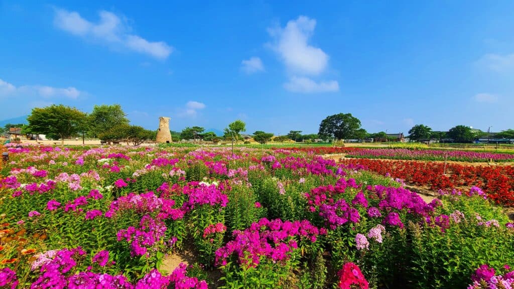 (Gyeongju) Mùa hạ tháng 5 tô màu nắng lên những thảm cỏ xanh của thành phố