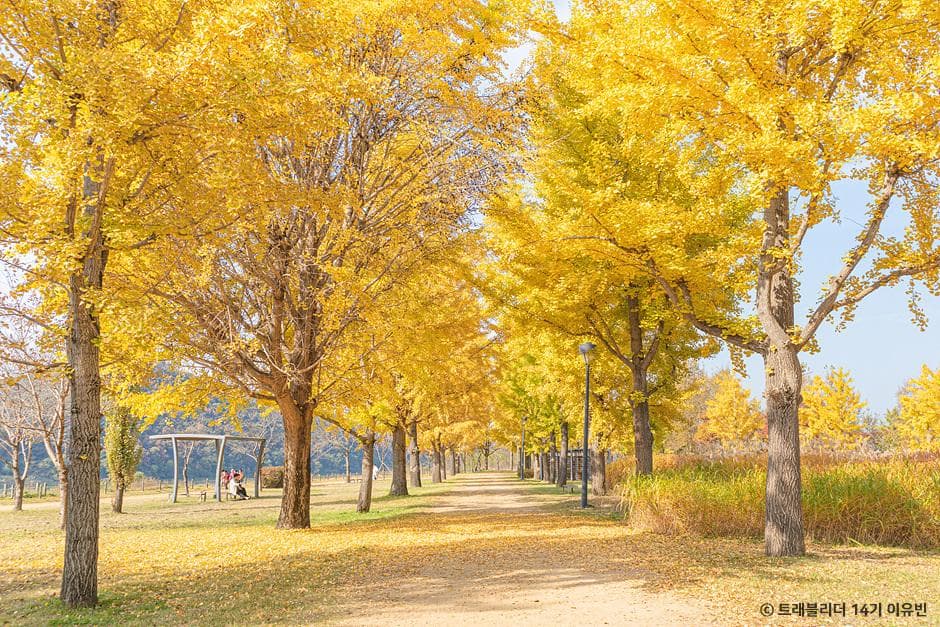 (Khám phá Hàn Quốc) Một chuyến đi đến vùng ngoại ô Seoul, một chuyến đi chơi tuyệt vời ở Yeoju để đi dạo nhàn nhã dọc theo Sông Namhan.