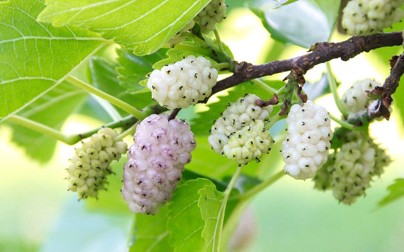 (Q&#038;A) CÔNG DỤNG CỦA DÂU TẰM TRẮNG