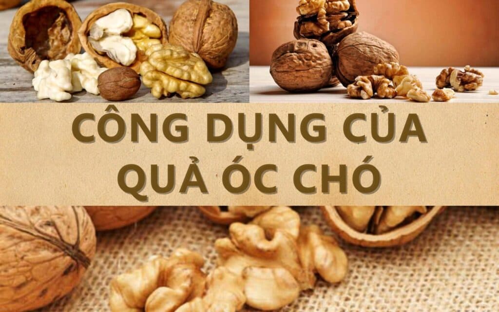 (Q&#038;A) CÔNG DỤNG CỦA QUẢ ÓC CHÓ