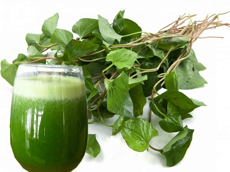 (Q&#038;A) CÔNG DỤNG CỦA DIẾP CÁ