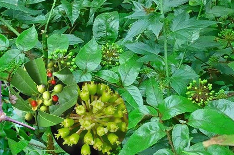 Tác Dụng Bảo Vệ Sức Khoẻ Của Aralia