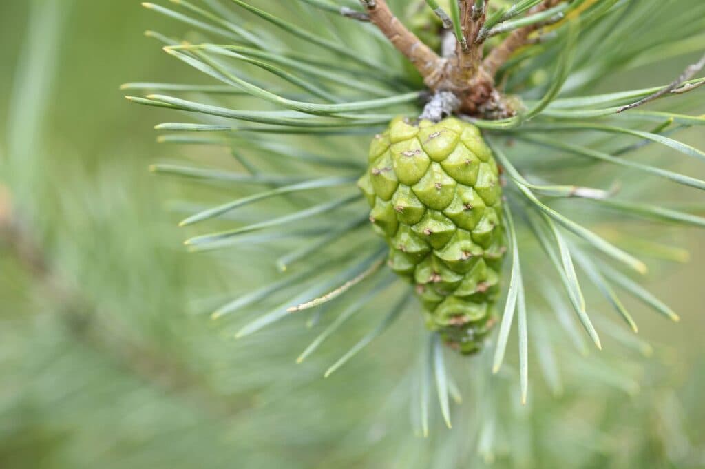 Pine Pollen: Bí Mật Dinh Dưỡng Cho Sức Khỏe Tối Ưu