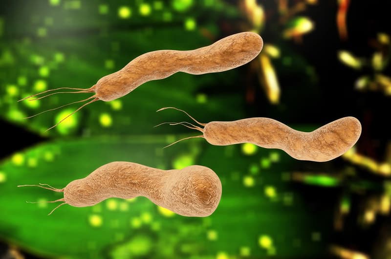 Vi Khuẩn Helicobacter Pylori: Mối Liên Kết Với Bệnh Lý Dạ Dày Và Phương Pháp Phát Hiện