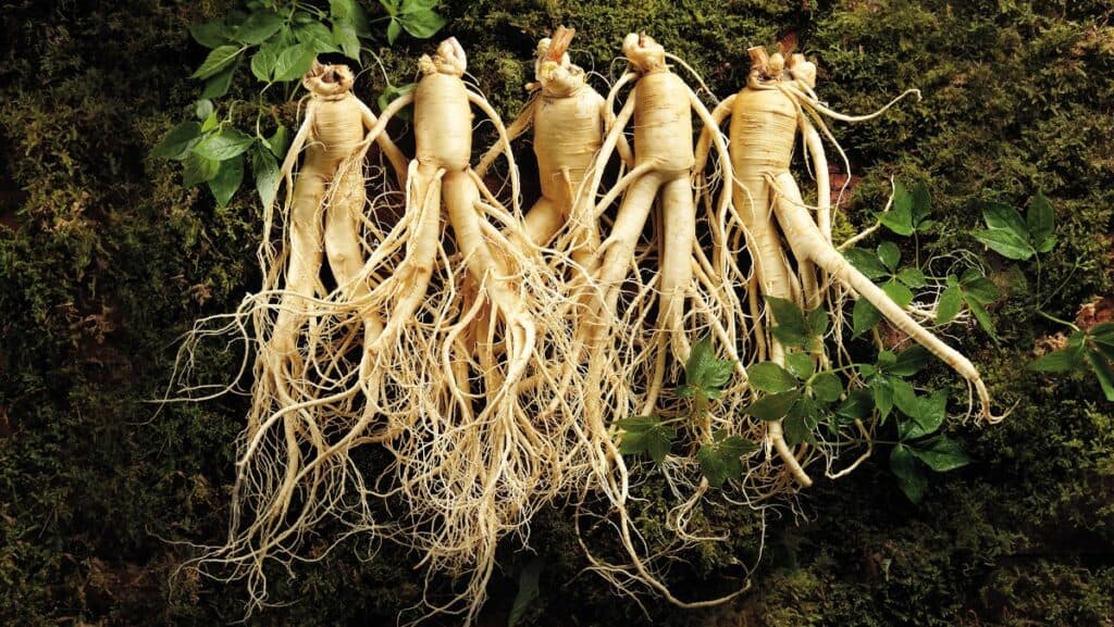 Tác dụng của nhân sâm với sức khỏe