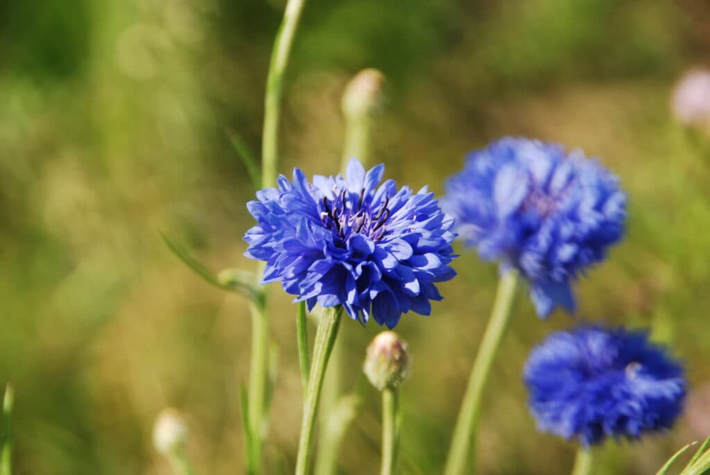 (Q&A) NHỮNG CÔNG DỤNG TUYỆT VỜI TỪ THANH CÚC MANG LẠI