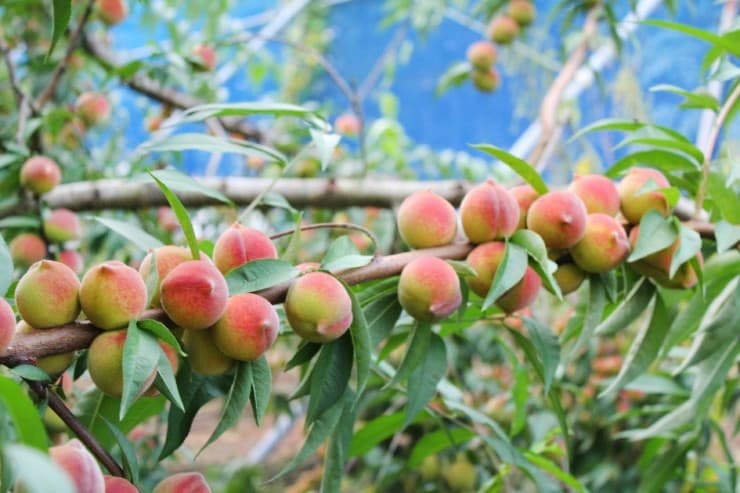 (Q&A) CÔNG DỤNG CỦA MƠ LÊN MEM