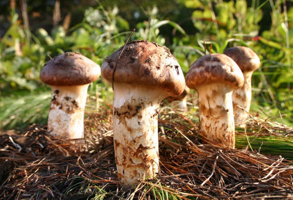 (Q&A) NẤM TÙNG NHUNG CÓ THỰC SỰ TỐT?