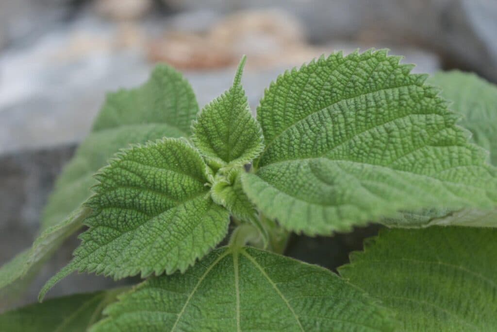 (Q&A) NHỮNG LỢI ÍCH TỪ LÁ VỪNG