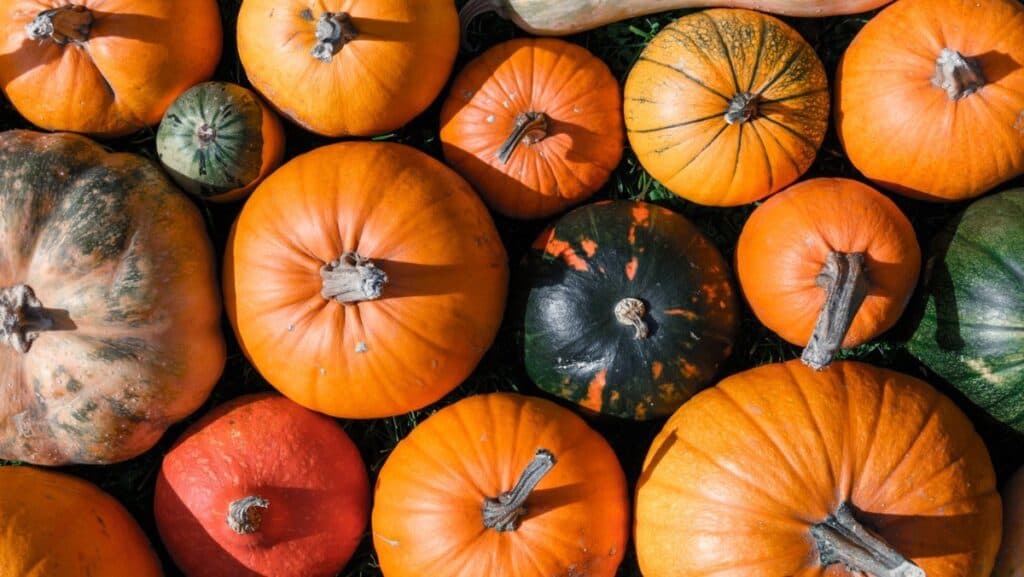 (Q&A) CÔNG DỤNG TỪ VỎ BÍ NGÔ GIÀ