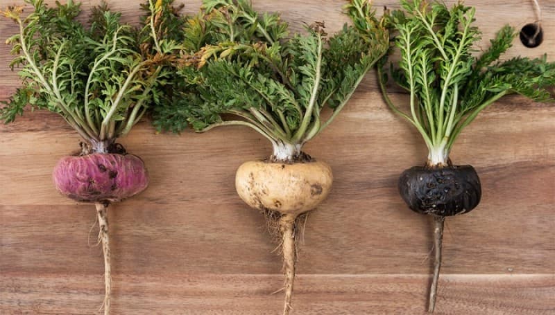 (Q&A) CÔNG DỤNG CỦA QUẢ MACA