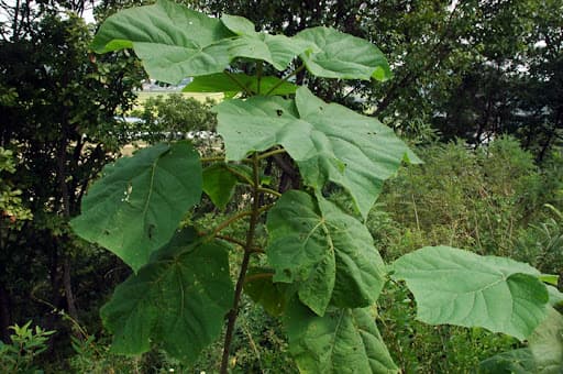 (Q&A) KHÁM PHÁ LỢI ÍCH SỨC KHỎE CỦA LÁ CÂY HÔNG THEO ĐÔNG Y