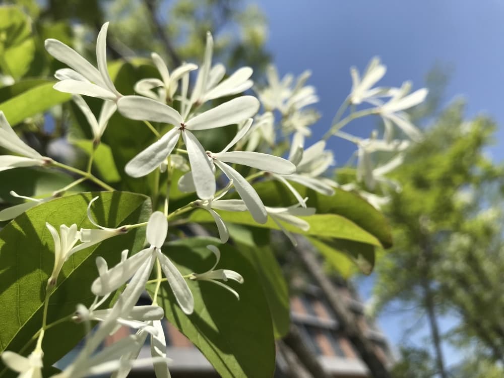 (Q&A) KHÁM PHÁ LỢI ÍCH CỦA CÂY HOA LƯU TÔ