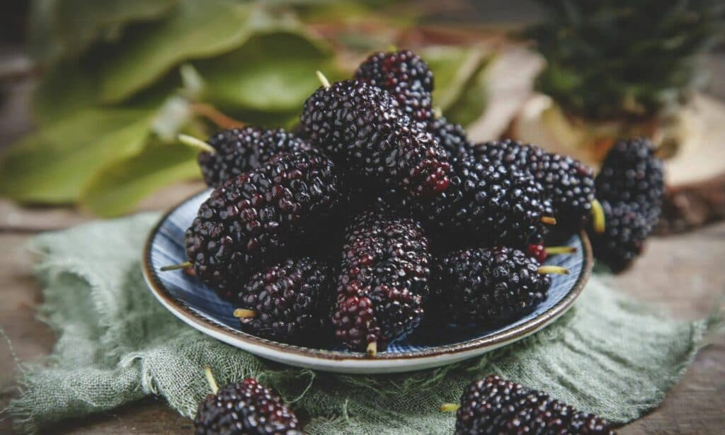 Dâu Tằm: Nguồn Cung Cấp Khoáng Chất Và Vitamin