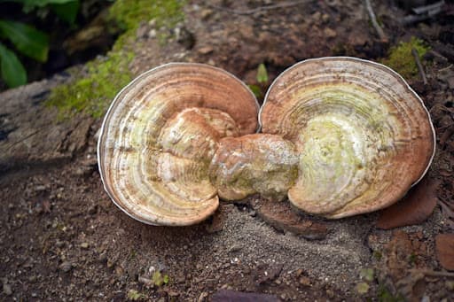 (Q&A) LỢI ÍCH SỨC KHỎE TỪ NẤM CỔ LINH CHI