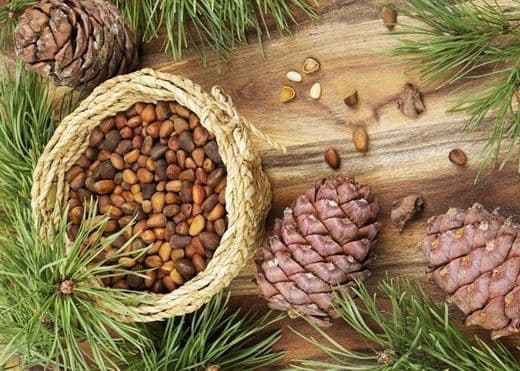 Quả Thông: Vũ Khí Chống Ung Thư Mạnh Mẽ Từ Tự Nhiên