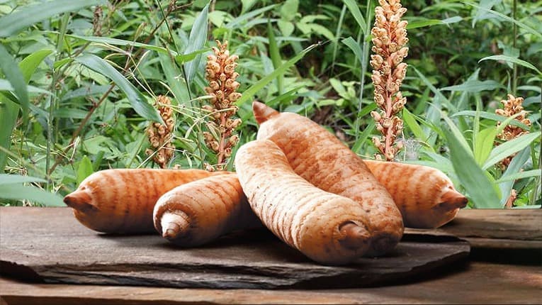 (Q&A) Thiên Ma: Lợi Ích Cho Sức Khỏe Và Cách Sử Dụng